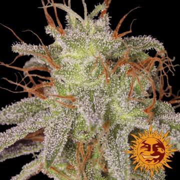 Amnesia Lemon cannabis flower bud with black background and orange barneys farm sun logo in the right lower corner