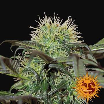 Bad Azz Kush cannabis flower bud with black background and orange barneys farm sun logo in the right lower corner