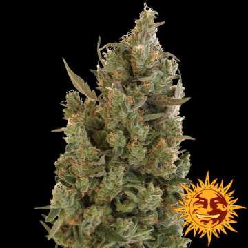 Blue Cheese cannabis flower bud with black background and orange barneys farm sun logo in the right lower corner
