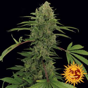 Critical Kush cannabis flower bud with black background and orange barneys farm sun logo in the right lower corner