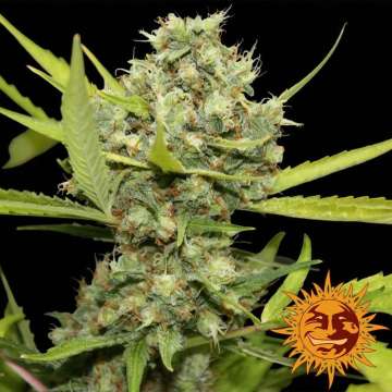 Barney's Farm Pineapple Chunk cannabis flower bud with black background and orange barneys farm sun logo in the right lower corner