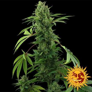 Barney's Farm Pineapple Express cannabis flower bud with black background and orange barneys farm sun logo in the right lower corner