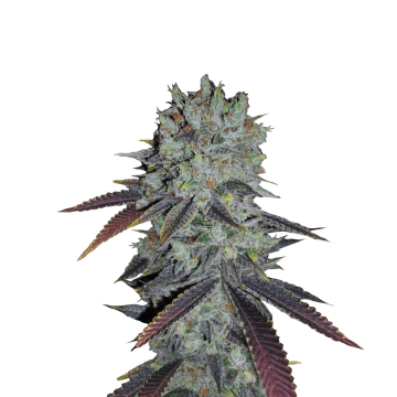 Fastberry automatic cannabis flower bud from Fast Buds