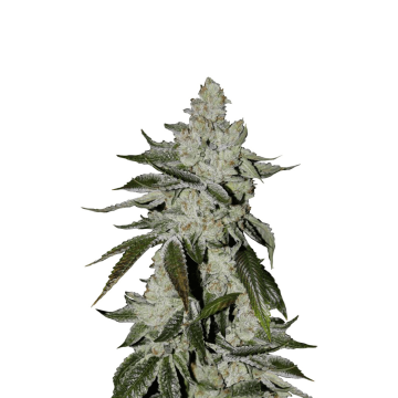 Girl Scout Cookies hemp flower bud