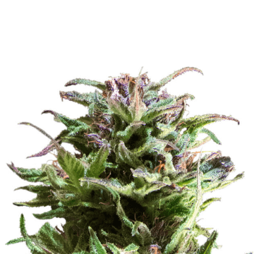 Forest Dream cannabis flower bud
