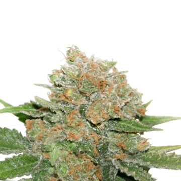 Night Queen cannabis flower bud