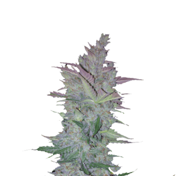 Vertigo hemp flower bud