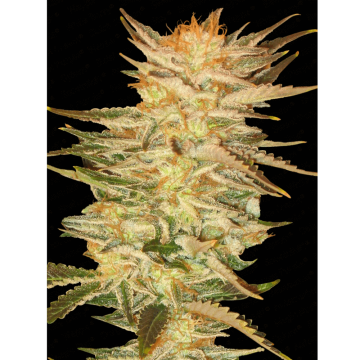 Ice Cream hemp flower bud