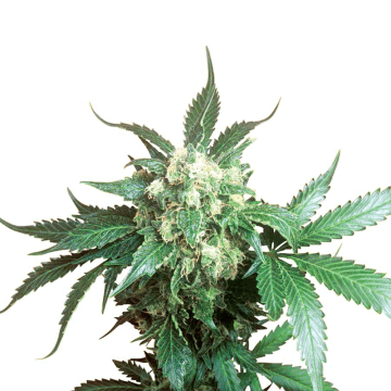 Black Domina hemp flower bud
