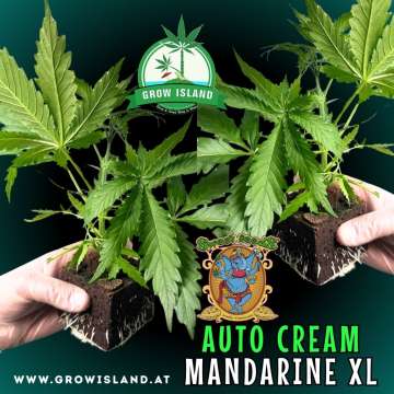 two hands holding two Cream Mandarine XL AUTO seedling with dark green background, green grow island logo in the upper middle, sweet seeds elephant logo in the right lower middle, seedling name text in the right lower corner
