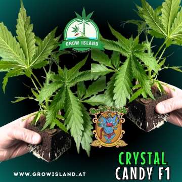 two hands holding two Crystal Candy F1 seedling with dark green background, green grow island logo in the upper middle, sweet seeds elephant logo in the right lower middle, seedling name text in the right lower corner