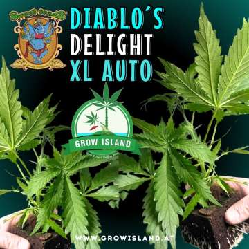 two hands holding two Diablos Delight XL Auto seedling with dark green background, green grow island logo in the middle, sweet seeds elephant logo in the left upper corner, seedling name text in the upper middle