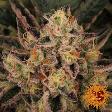 Dos Si Dos 33  cannabis flower bud with black background and orange barneys farm sun logo in the right lower corner