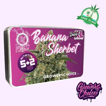 Banana Sherbet seed box with hemp flower bud picture