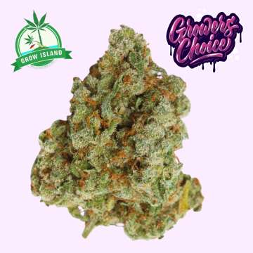 Banana Sherbet hemp flower bud