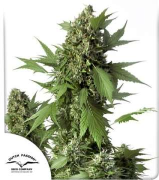 AUTO Duck  cannabis flower and Dutch Passion logo in thhe lower left corner