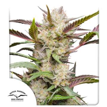 Mimosa Punch cannabis flower bud and Dutch Passion logo in the left lower corner