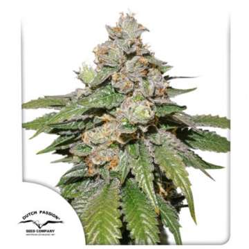 Mokums Tulip cannabis flower bud and Dutch passion logo in the left lower corner