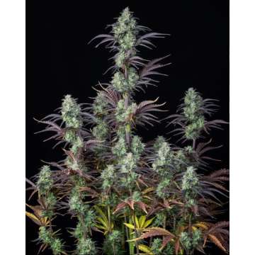 Mimosa Cake hemp flower with 18 long thicker buds