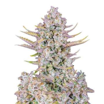 Purple Punch hemp flower thick bud