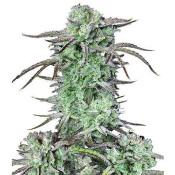 Strawberry Banana hemp flower thicker bud