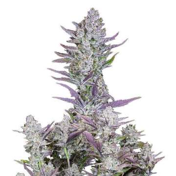 Fast Buds / AUTO / Wedding Glue