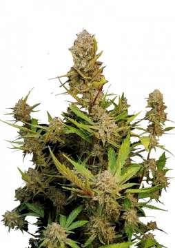 Apricot hemp flower bud