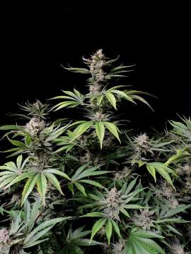 Cherry Cola hemp flower bud