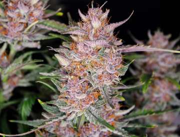 Gorilla Punch hemp flower bud