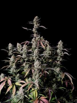 Gorilla Zkittlez hemp flower buds