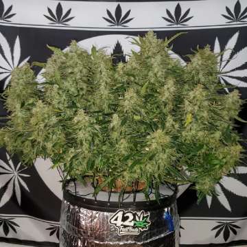 Original Blueberry hemp flower with aproximately 20 long ticker buds