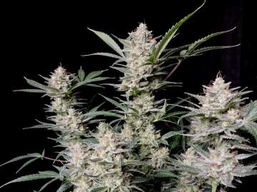 Fast Buds / AUTO / Strawberry Gorilla