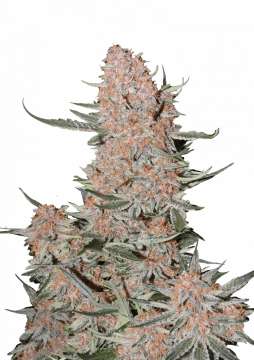 Ztrawberriez Auto hemp flower bud