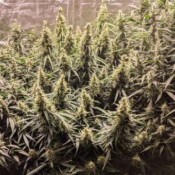 Fat Petes Cookies hemp flowers with many buds