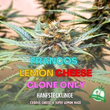 Francos Lemon Cheese Cannabisblüte zu sehen — Grow‑Island‑Logo und website auf  Francos Lemon Cheese Cannabisblüte zu sehen — Grow‑Island‑Logo und website auf  schwarzem Hintergrund, mit Info:  Green house seeds  (super lemon haze x exodus cheese) Hintergrund, mit Info:  Green house seeds  (super lemon haze x exodus cheese)
