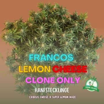 Francos Lemon Cheese Cannabisblüte zu sehen — Grow‑Island‑Logo und website auf  Hintergrund, mit Info:  Green house seeds  (super lemon haze x exodus cheese)