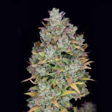 Gelato cannabis flower bud with black background