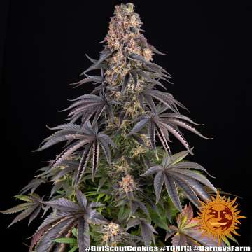 Girl Scout Cookies cannabis flower bud with black background and orange barneys farm sun logo in the right lower corner