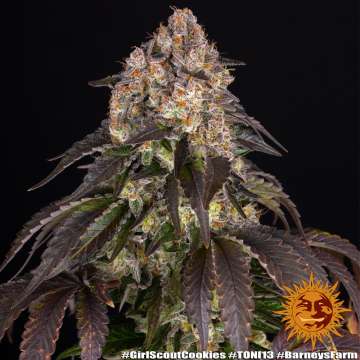 Girl Scout Cookies cannabis flower bud with black background and orange barneys farm sun logo in the right lower corner