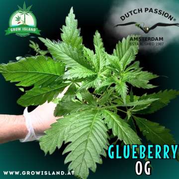 a hand is holding Glueberry OG seedling with dark green background, green grow island logo in the upper left corner, dutch passion logo in the right upper corner, seedling name text in the lower right corner and growisland.at in the lower left corner