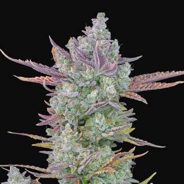 Gorilla Cookies cannabis hemp flower bud with black background