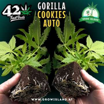 2 hands holding 2 Gorilla Cookies Auto seedling with dark green background, green grow island logo in the upper right corner, Fast buds logo in the left upper corner, seedling name text in the upper middle and growisland.at in the lower middle