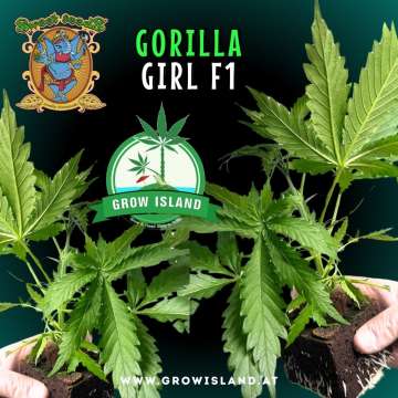 two hands holding two Gorilla Girl F1 seedling with dark green background, green grow island logo in the middle, sweet seeds elephant logo in the left upper corner, seedling name text in the upper middle