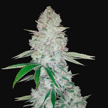 Gorilla Glue cannabis flower bud with black background