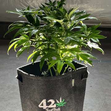 GG4 Sherbet FF hemp plant