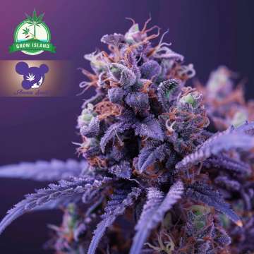 Die Cannabisblüte „Blackberry Moonrocks“ von Anesia Seed ist auf lila Hintergrund abgebildet und zeigt ein Frauengesicht mit lila Haaren. In der linken oberen Ecke befindet sich das Logo der grünen Anbauinsel.