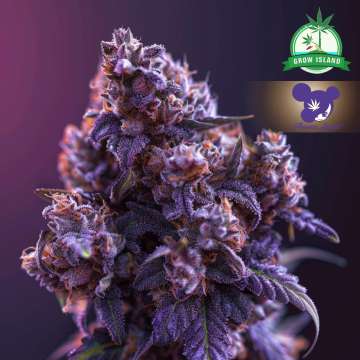 Die Cannabisblüte „Blackberry Moonrocks“ von Anesia Seed ist auf lila Hintergrund abgebildet und zeigt ein Frauengesicht mit lila Haaren. In der rechten oberen Ecke befindet sich das Logo der grünen Anbauinsel.
