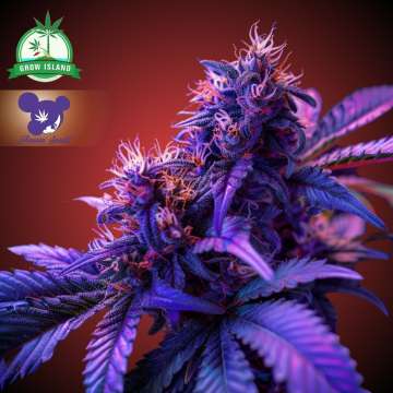 Die Cannabisblüte „Captain Future“ mit violetten Blättern vor rotem Hintergrund und dem Logo einer Frau mit violetten Haaren von Anesia Seed sowie das grüne Grow-Island-Logo befinden sich in der linken oberen Ecke.
