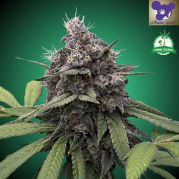 Die Cannabisblüte „Cash Cow“ von Anesia Seed ist auf grünem Hintergrund abgebildet, ebenso wie das Logo einer lilahaarigen Frau. In der rechten oberen Ecke befindet sich das Logo von Grow Island.