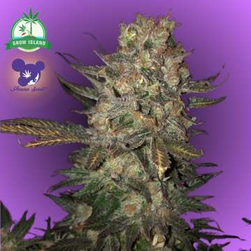 Eine Cannabisblüte der Sorte „Future 1“ mit violettem Hintergrund und dem Logo einer Frau mit violetten Haaren von Anesia Seed sowie einem grünen Grow-Island-Logo in der linken oberen Ecke.